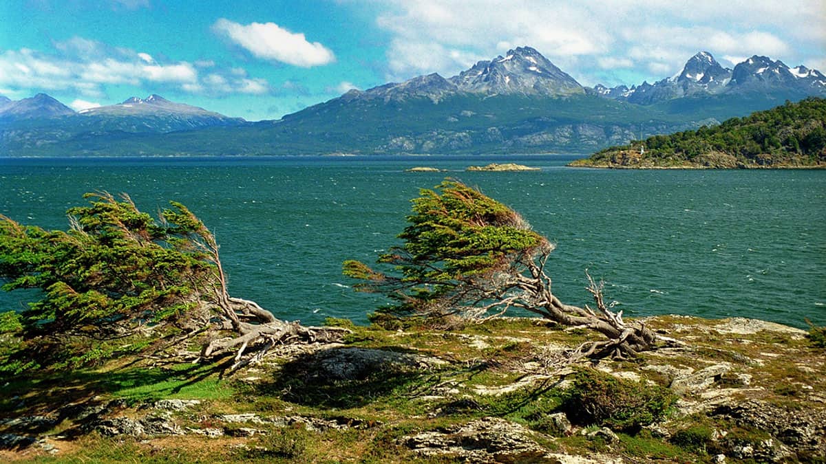 Nothofagus, Puerto Harberton, Tierra del Fuego, Argentina